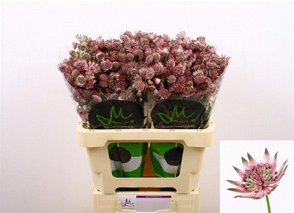 Astrantia Italia Star Of Africa 60cm "T30"