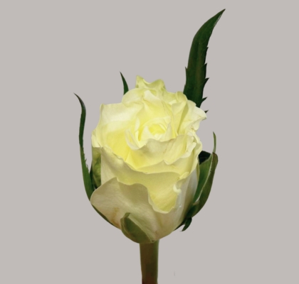 Rosa Hol. Matchpoint 60cm Bl.