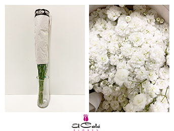 Paniculata Ecu. Xlence Bouquet "T20"