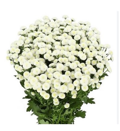 Santini Mad. Lumie White 1200gr "T25" Bl.