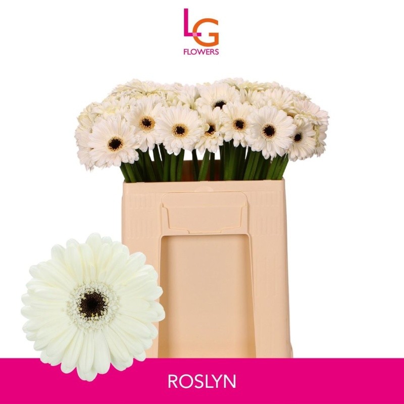 Gerbera Mini Hol. Roslyn Bl. "T20"