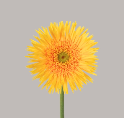 Gerbera Mini Hol. Gerspider Punki Reya "T20"