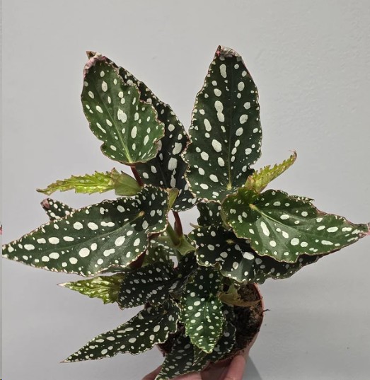 P. Begonia Maculata Spoti Green 12/30cm x8