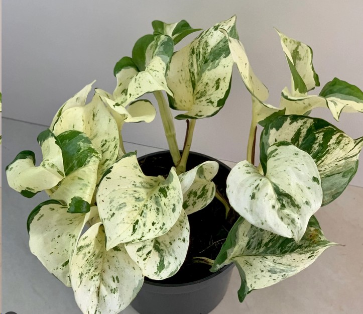 P. Pothos Happy Leaf 12/20cm x6