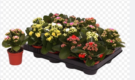 P. Kalanchoe Ge Mixta 4KL 8/15cm "CC16"
