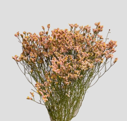 Limonium Nac. Hibrido Salmon 80cm Paq.