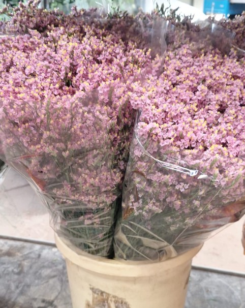 Limonium Nac. Hibrido Rosa Claro 80cm "T25"