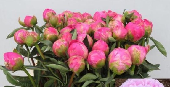 Peonia Nac. Jacorma 55cm Fuc.