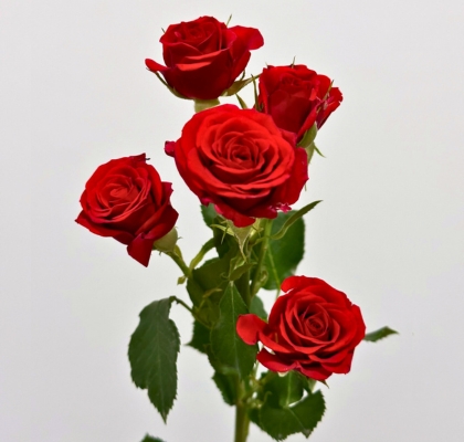 Ramificada Mirabel 40cm (7 Dias - 2�)