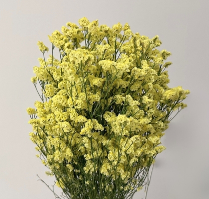 Limonium Nac. Hibrido Amarillo 80cm Paq. (7 Dias - 2�)