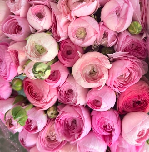 Ranunculos Italia Elegance Rosa 45cm (7 Dias - 2�)