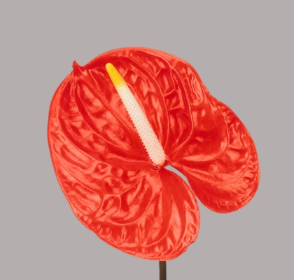 Anthurium Hol. Sunglow Orange �13  "CC12" (7 Dias - 2�)
