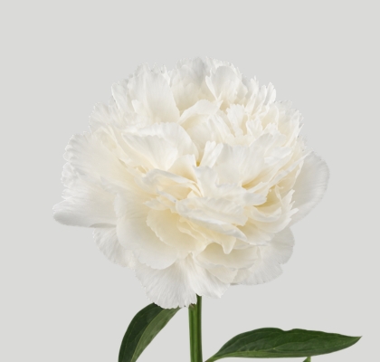 Peonia Nac. Bowl Of Cream 55cm Bl. (7 Dias - 2�)