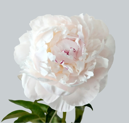 Peonia Nac. Odile 50cm (7 Dias - 2�)