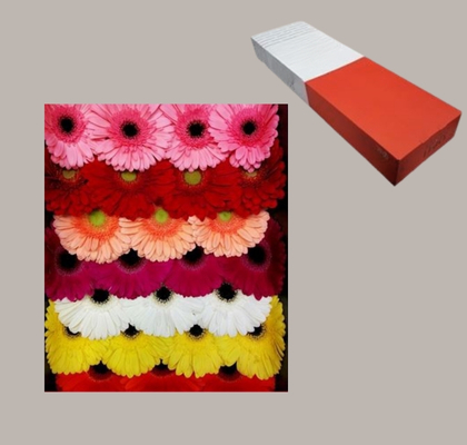 Gerbera Hol. Mixta "T25" (7 Dias - 2�)