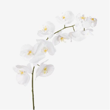 Phalaenopsis Kobe x25 Bl. (7 Dias - 2�)