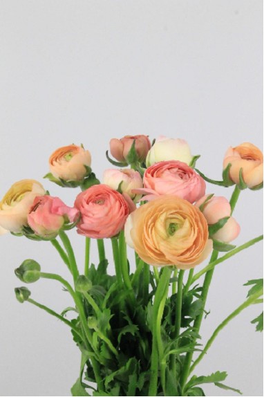 Ranunculos Hol. Elegance Salmon 45cm 38gr