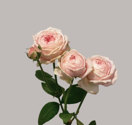 Ramificada Diola 50cm "Premium"
