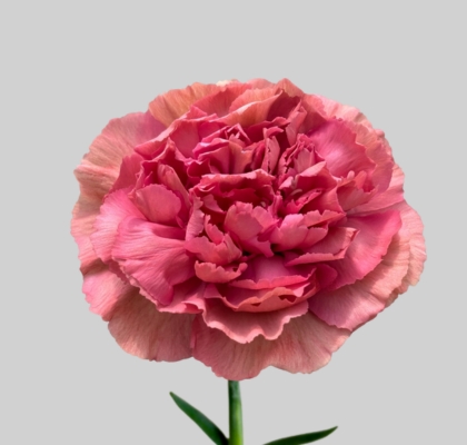 Clavel Col. Select Dorotea