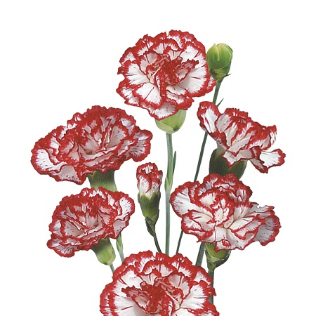 Clavel Italia Mini Minuetto