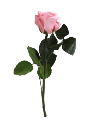 Rosa Preservada Verdissimo Rosa Claro Granel �4x27.5Hcm