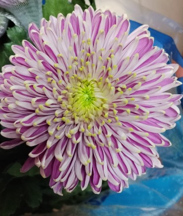 Uniflor Ecu. Pristine