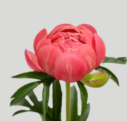 Peonia Coral Sunset 55cm "AAA "