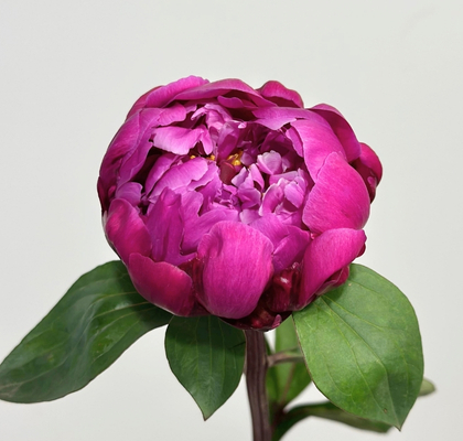 Peonia Hol. Red Sarah Berdnard 60cm "AA"
