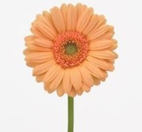 Gerbera Mini Hol. Judo "T20"