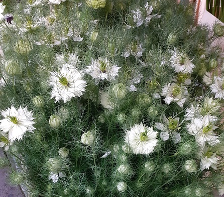 Nige Overig White 85cm