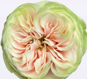 Rosa Hol. Nira gardens! 50cm