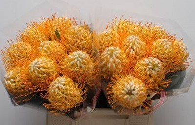 Protea Nutans Goldie 35cm