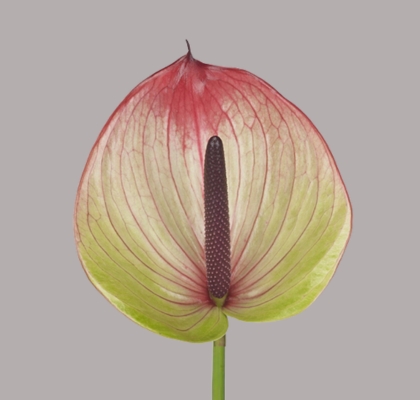 Anthurium Hol. Fortezza �13  "CC12"
