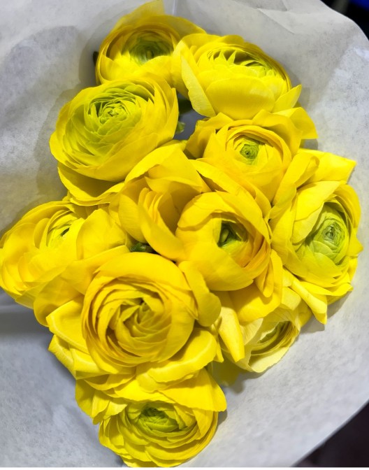 Ranunculos Ecu. Amarillo Amandine 40cm