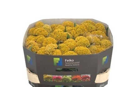 Celosia Cresta Reprise Gold 60cm