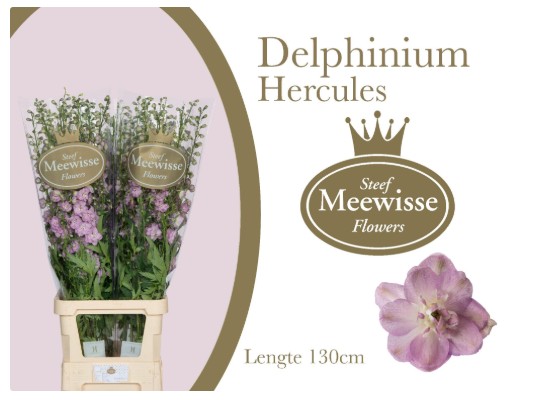 Delphinium Hol. Du Dew Hercule 50cm "T10"