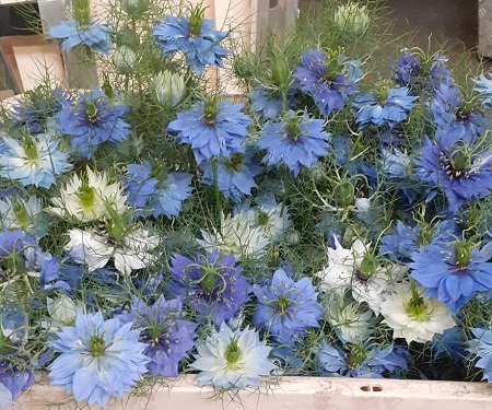 Nige D. Azul 60cm