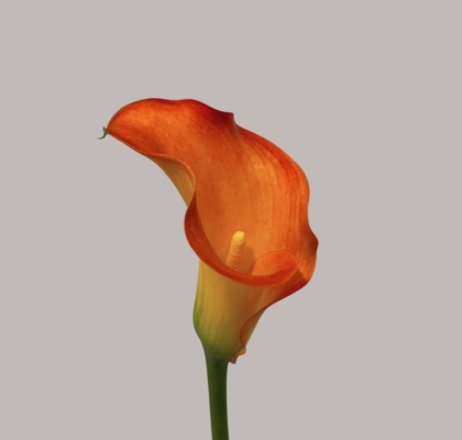 Calla Captain Serengeti 55cm