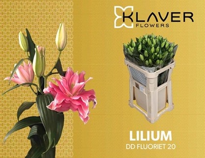 Oriental Hol. Rs. Dutch Fluoriet 75cm 2/3 fl.