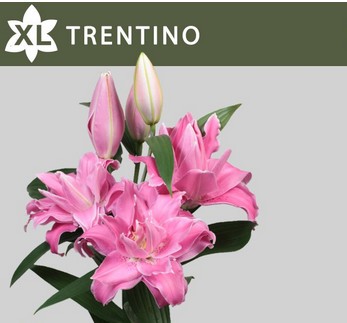 Oriental Hol. Rs. Doble Trentino 80cm 3/4 fl.