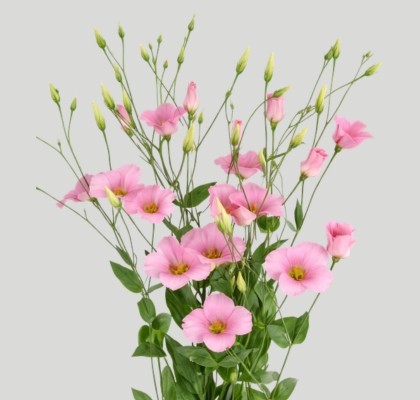 Lisiantus Nac. Botanic Rosa 70cm