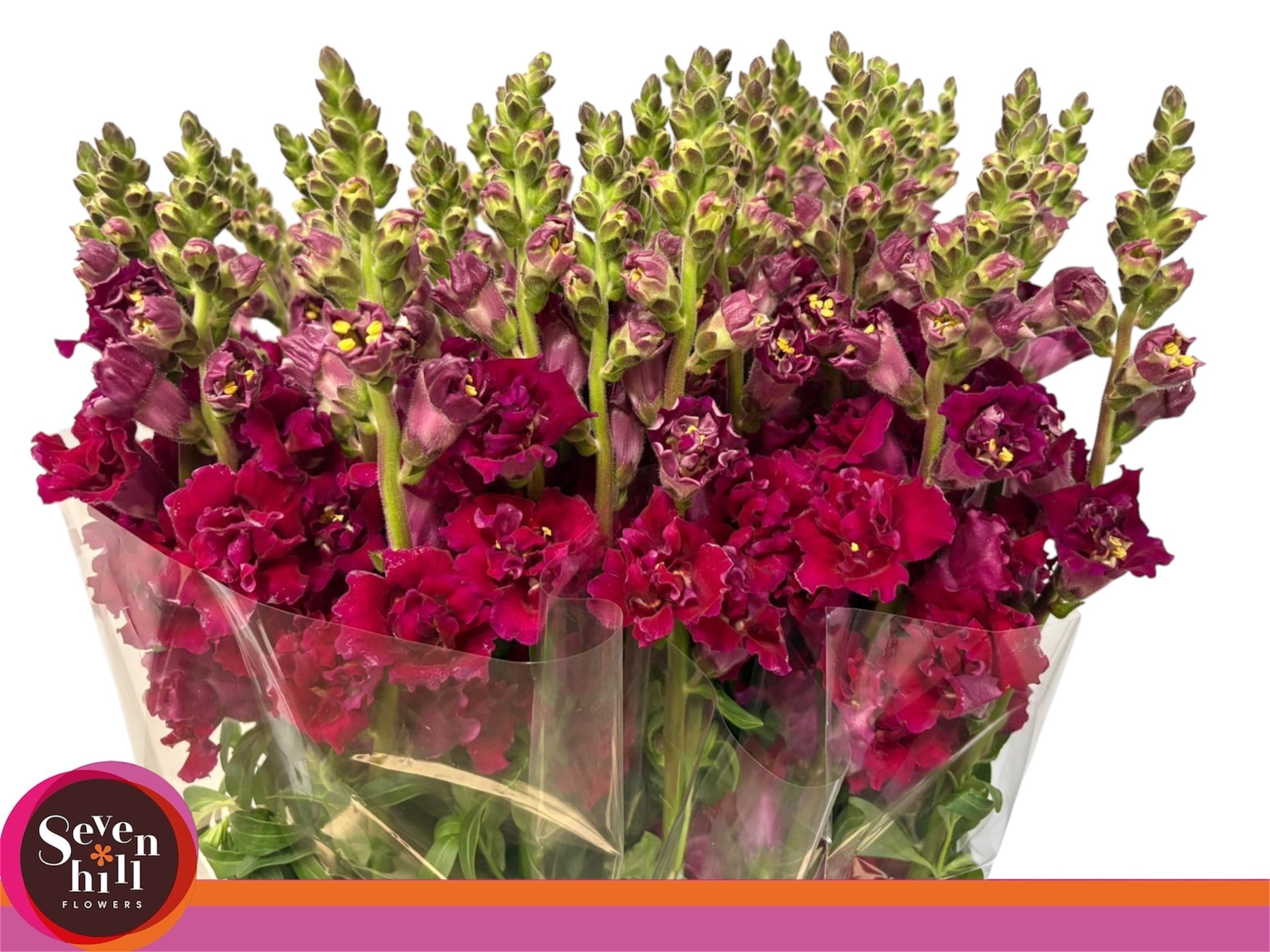 Antirrhinum Hol. Madame Butterfly Red