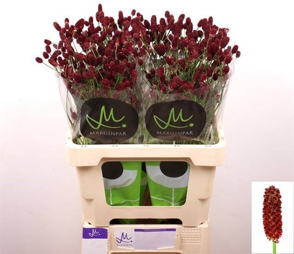 Sanguisorba Officinalis Red Dream 100cm "T25"