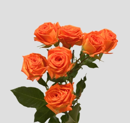 Ramificada Orange Dimension 50cm