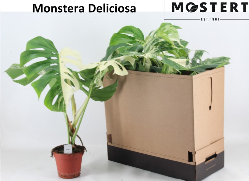 P. Monstera Del Variega 15/50cm x5