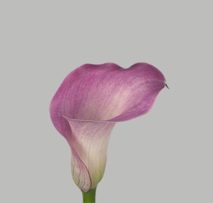 Calla Denver 55cm (7 Dias - 2�)