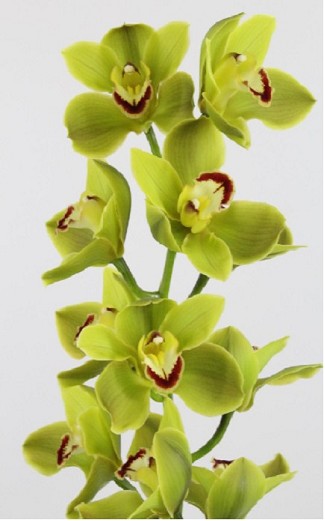 Cymbidium Jungle Trail 80cm Vd. (7 Dias - 2�)