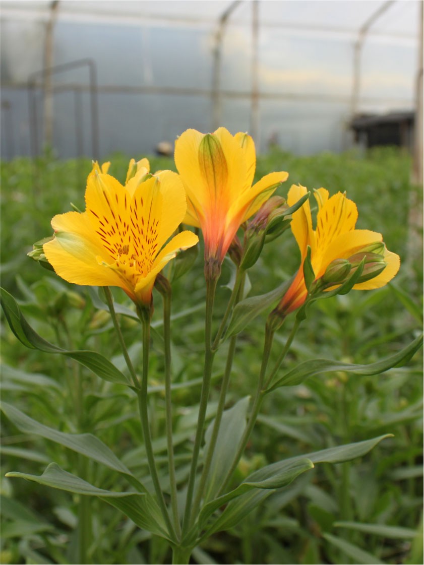 Alstroemeria Col. Perfection Amarilla (7 Dias - 2�)