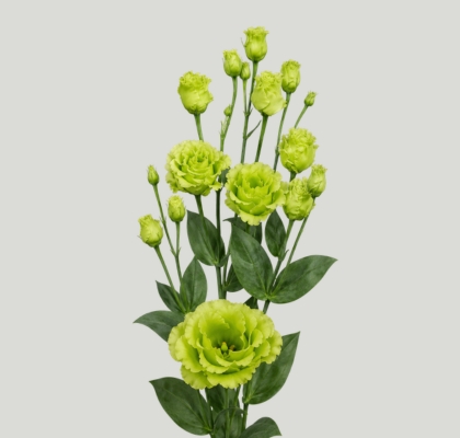 Lisiantus Hol. G Rosan Br Green 70cm 55gr "T10" (7 Dias - 2�)