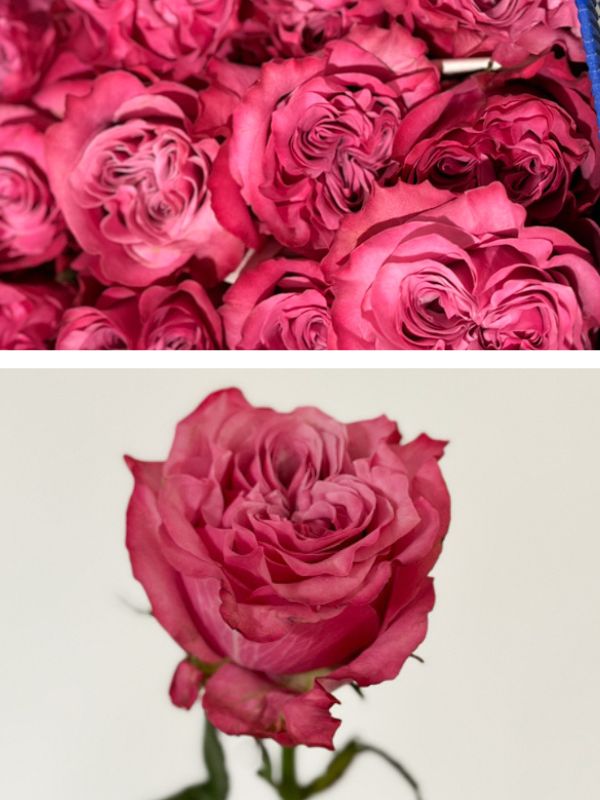 Rosa Col. Country Blues 40cm (7 Dias - 2�)